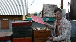 Подсадка и 100% прием маток для замены в основных семьях.
