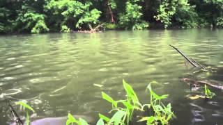 Щука на Tsuribito Minnow 130F