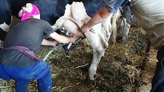 РАЗДОЙ Первотёлок. Milking  "freshly calved heifer" .