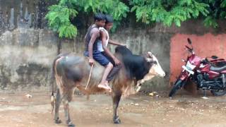 Ox riding