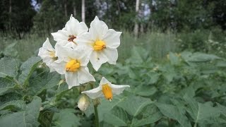 What to do with the POTATO FLOWERS and 'BERRIES'? Нужно ли обрывать ЦВЕТКИ (БУТОНЫ) у КАРТОФЕЛЯ?