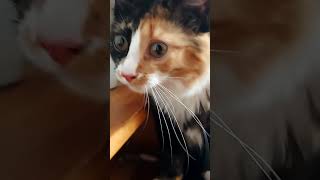 кошка Мура девочка на зарядке. трехцветная редкий зверек киска малышка балдеж