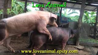Primitive Animal want production - Love Animals
