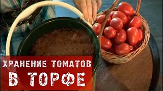 172 Как хранить томаты в торфе.