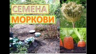 Собрать СЕМЕНА МОРКОВИ