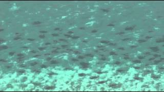 Raw: Thousands of Sharks Swim Along Fla. Beach