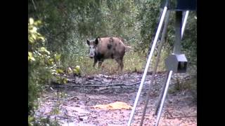 Spotted Boar vs Rem 223