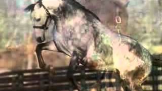 It's About - Thoroughbred Racing Tribute