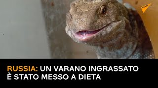 Russia: un varano ingrassato è stato messo a dieta