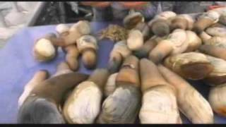 Harvesting The Geoduck (Mirugai)