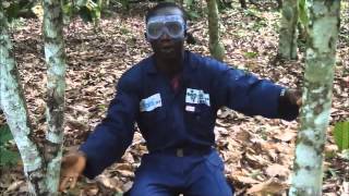 Pruning.of cocoa trees
