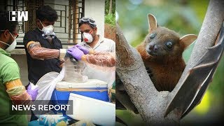 Nipah Virus | Reason behind deaths in Kerala