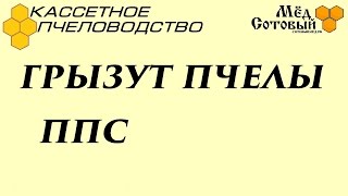 грызут пчёлы улей из ППС своими руками