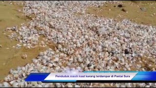 Cari kerang terdampar di pantai Sura, Dungun