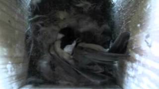Carolina Chickadees Brutal Fight