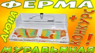 Муравьиная ферма Дюна и осенний Конкурс "Mospark - Antplanet" ЗАВЕРШЕН!