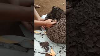 Memindah koloni lebah trigona itama dari sarang semut  ke dalam stup