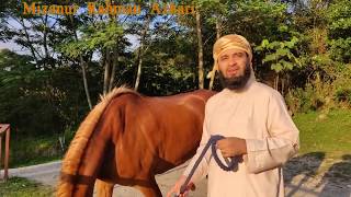 মিজানুর রহমান আজহারীর দো‘আ তেলাওয়াত, ঘোড়ার প্র্রতি প্রেম/গজল,গান,ওয়াজ/Mizanur Rahman Azhari