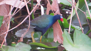 Purple Gallinule walking on lily pads.  Look at those long toes.