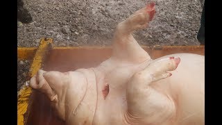 Javornická zabíjačka 2018