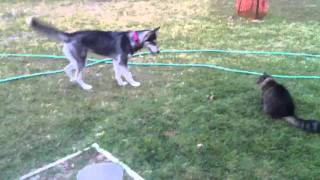 Siberian Husky and cat fight for mouse