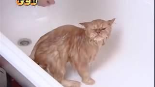 Почему кошки не любят купаться؟