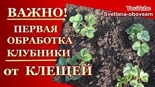 ПЕРВАЯ ОБРАБОТКА КЛУБНИКИ от ЗЕМЛЯНИЧНОГО КЛЕЩА  ХИМИЧЕСКИМИ ПРЕПАРАТАМИ и НАРОДНЫМИ СРЕДСТВАМИ....