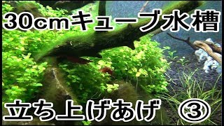 30cm キューブ水槽　立ち上げあげ　③