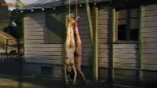 Ilsa, She Wolf of the SS (1975) - Trailer