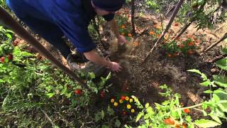 L'arrosage et le paillage au jardin écologique