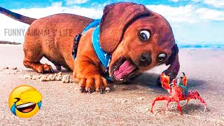 Best Cute And Funny Animal Videos 2022 - Funniest Dogs And Cats Videos ????????