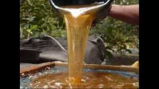 08122445544, Madu Hutan Asli, Madu Lebah Liar.