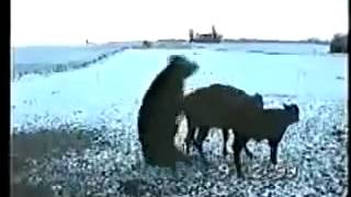 Прикол. Бык обломался.  Fail. Bull has failed ))