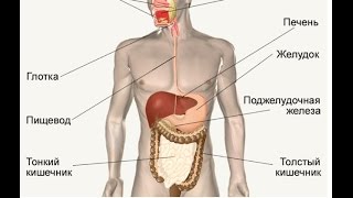 анатомия желудка и двенадцатиперстной кишки