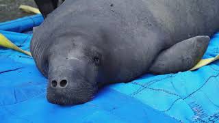 Florida Manatee Daphne Released - Cincinnati Zoo