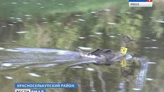Добыли гуся - верните маячок. Орнитологи окольцевали таежных гуменников