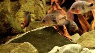young cichlids