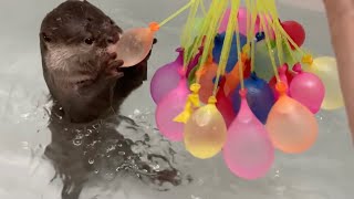 あまりに大量の水風船をいっぺんに目にして興奮が抑えきれないカワウソ Otter excited by a large number of water balloons.