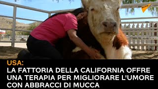 USA: la fattoria della California offre una terapia per migliorare l'umore con abbracci di mucca