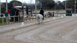 Hannibal de Bonce - Psg / Inter 1 / Junior / YG FEI horse for Sale
