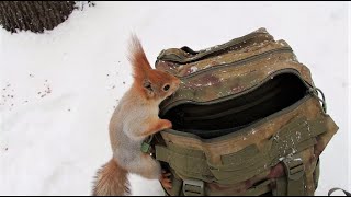 Длинноухому кажется, что за ним следят / Long-eared feels like he is being watched