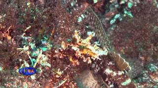 Красноротый бычок. Рыбы Черного моря. Gobius cruentatus. Red-mounthed goby