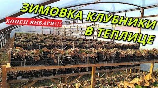 ЗИМОВКА КЛУБНИКИ/ТЕПЛИЦА С КЛУБНИКОЙ/Конец января/Клубника на стеллажах.