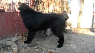 Romanian Raven Shepherd Dog - 7,5 months - Ciobanesc corb