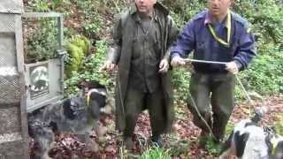 Suelta de perros en rastro de jabalí