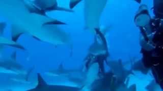 Видеокамера gopro обзор под водой
