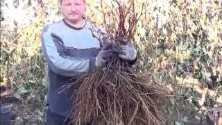Саженцы Винограда. Выкопка. Виноград 2015.
