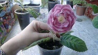 ?ШОУ ГЛОКСИНИЙ !!! СОРТА ГЛОКСИНИЙ  №1 ! ?How to grow gloxinia part №1