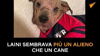 Laini sembrava più un alieno che un cane