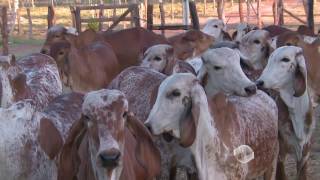 Gado da raça gir leiteiro chega a região que mais produz leite no PI